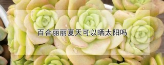 百合丽丽夏天可以晒太阳吗,第1图