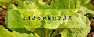 七月适合种植什么蔬菜,第1图