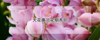 大花蕙兰花期养护,第1图