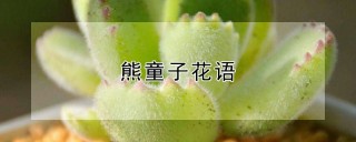 熊童子花语,第1图