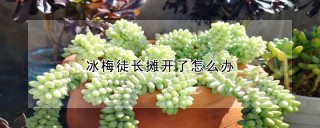 冰梅徒长摊开了怎么办,第1图