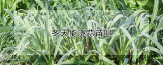 冬天能浇蒜苗吗,第1图