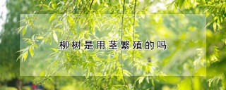 柳树是用茎繁殖的吗,第1图