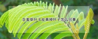 含羞草叶子发黄掉叶子怎么回事,第1图