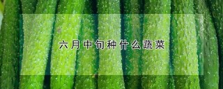 六月中旬种什么蔬菜,第1图