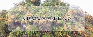 龙眼树突然枯死怎么办,第1图