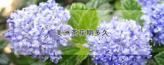 美洲茶花期多久,第1图