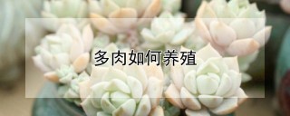 多肉如何养殖,第1图