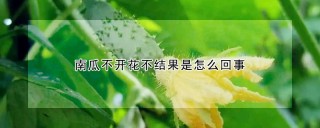 南瓜不开花不结果是怎么回事,第1图