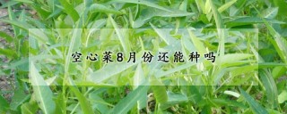 空心菜8月份还能种吗,第1图