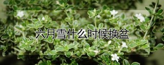 六月雪什么时候换盆,第1图