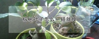 榕树叶子怎么一碰就掉,第1图