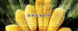 铁树花有几种,第1图