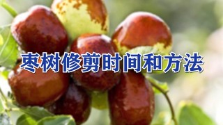 枣树修剪时间和方法,第1图