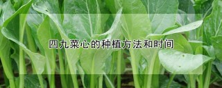 四九菜心的种植方法和时间,第1图