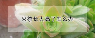 火祭长太高了怎么办,第1图