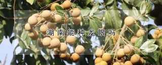 湖南能种龙眼吗,第1图