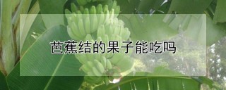 芭蕉结的果子能吃吗,第1图