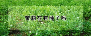 茉莉花有种子吗,第1图