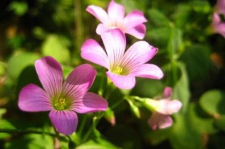 酢浆草发芽了怎么种,第2图