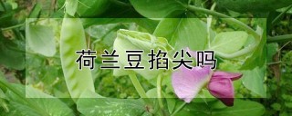 荷兰豆掐尖吗,第1图