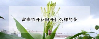 富贵竹开花吗开什么样的花,第1图