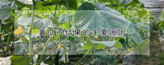 黄瓜不结果的主要原因,第1图