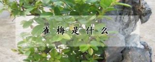 雀梅是什么,第1图