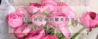 洋牡丹正确的醒花方法,第1图