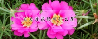 天天开花的叫什么花,第1图