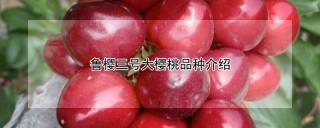 鲁樱三号大樱桃品种介绍,第1图