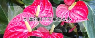 红掌的叶子下垂怎么办,第1图