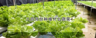 三四月份种植什么蔬菜,第1图