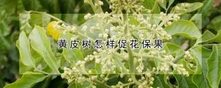 黄皮树怎样促花保果,第1图