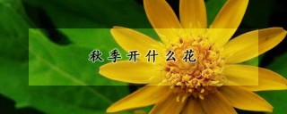 秋季开什么花,第1图