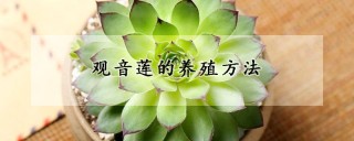 观音莲的养殖方法,第1图