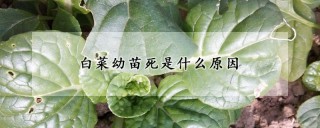 白菜幼苗死是什么原因,第1图