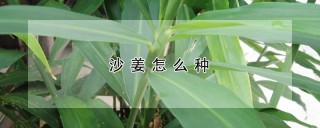 沙姜怎么种,第1图