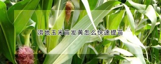 涝地玉米苗发黄怎么快速提苗,第1图