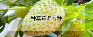 种草莓怎么种,第1图