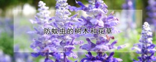 防蚊虫的树木和花草,第1图