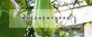 佛手瓜怎样管理可以早开花,第1图