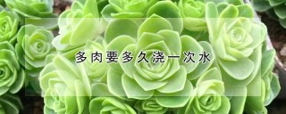 多肉要多久浇一次水,第1图