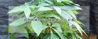 招财树掉叶子一碰就掉,怎么补救,第1图