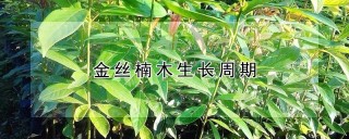 金丝楠木生长周期,第1图