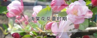 海棠花花蕾时期,第1图