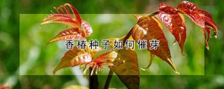 香椿种子如何催芽,第1图