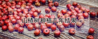 山楂树种植几年结果,第1图