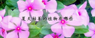 夏天枯萎的植物有哪些,第1图