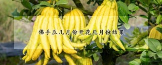 佛手瓜几月份开花几月份结果,第1图